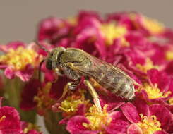 Image of Golden Furrow Bee