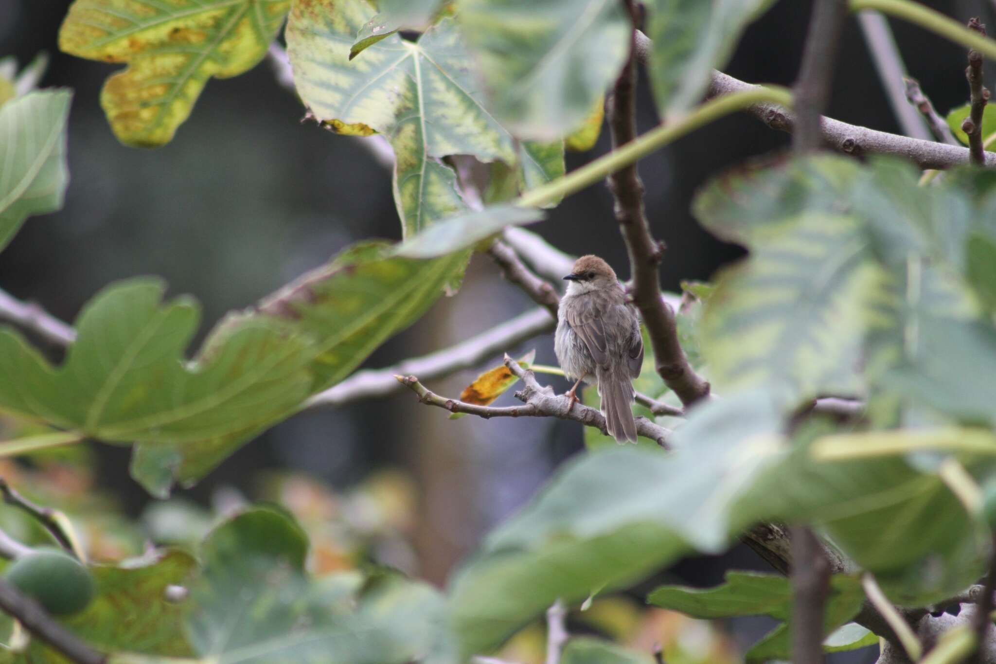 Image of Hunter's Cisticola