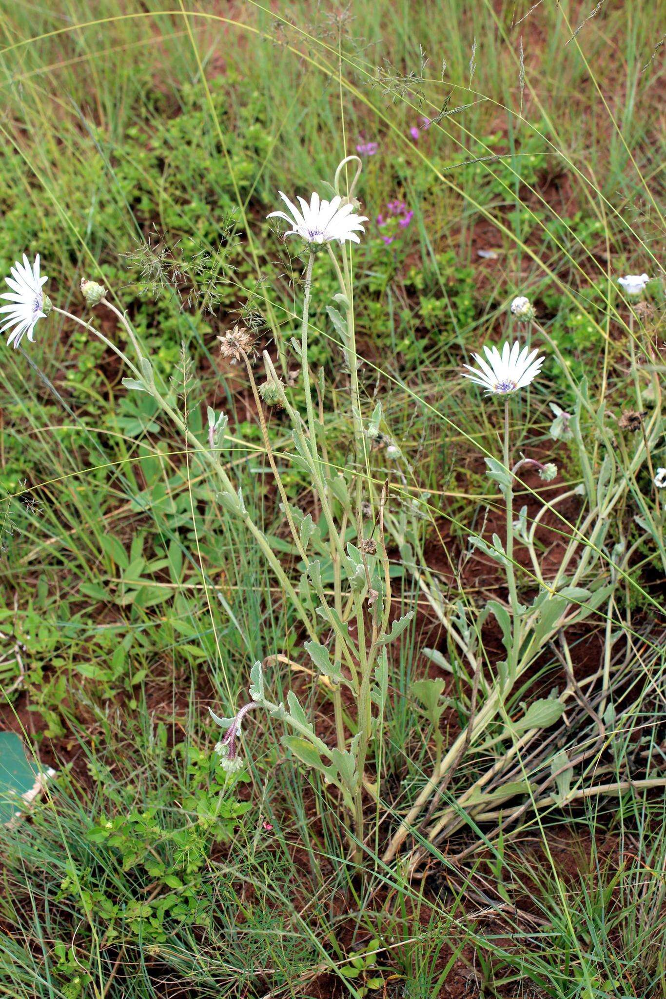 Image of Free State daisy