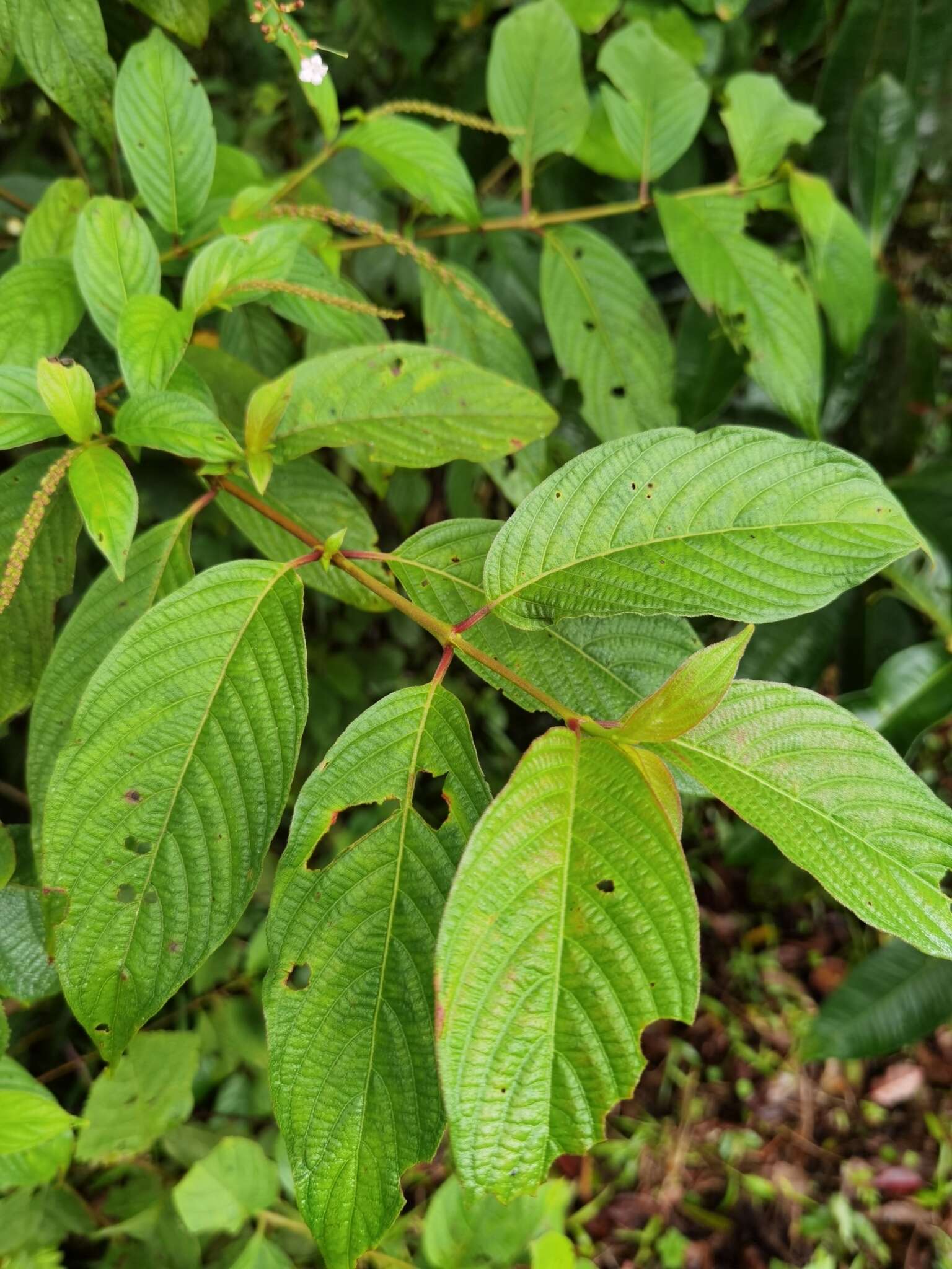 Image of Gonzalagunia rosea Standl.