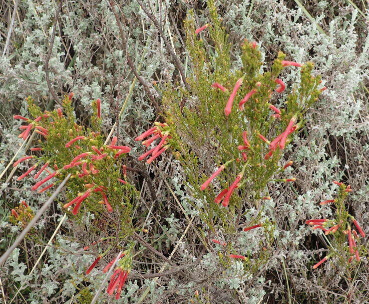 Imagem de <i>Erica <i>curviflora</i></i> var. curviflora