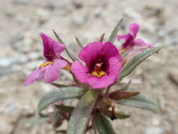 Image of red monkeyflower