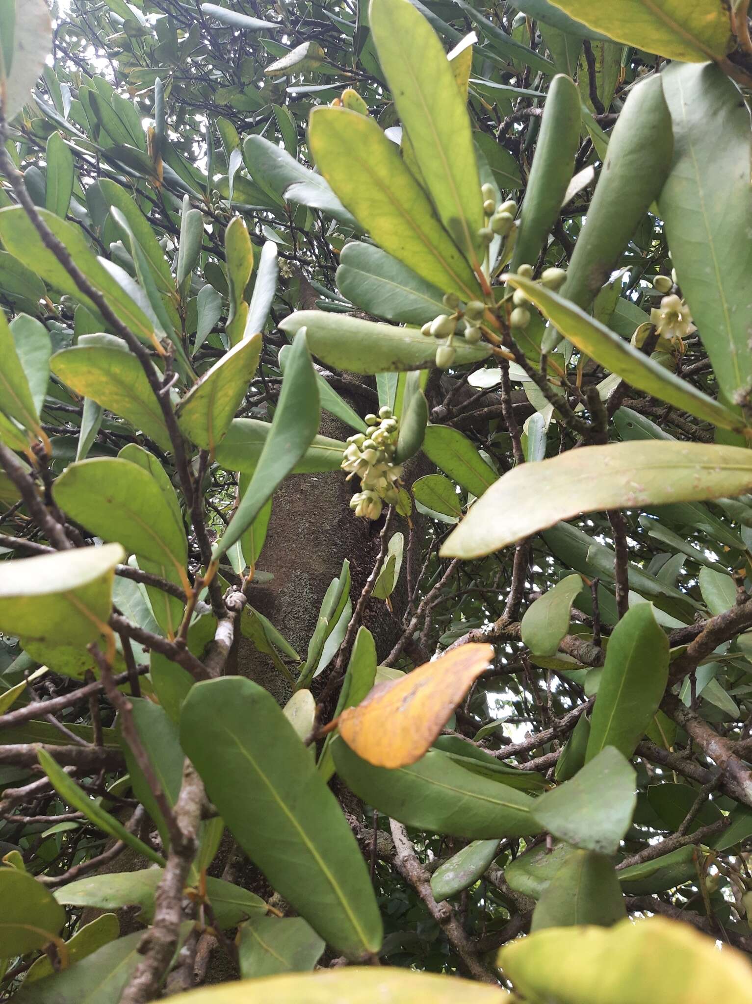 Brexia madagascariensis (Lamk.) Thouars ex Ker-Gawl. resmi