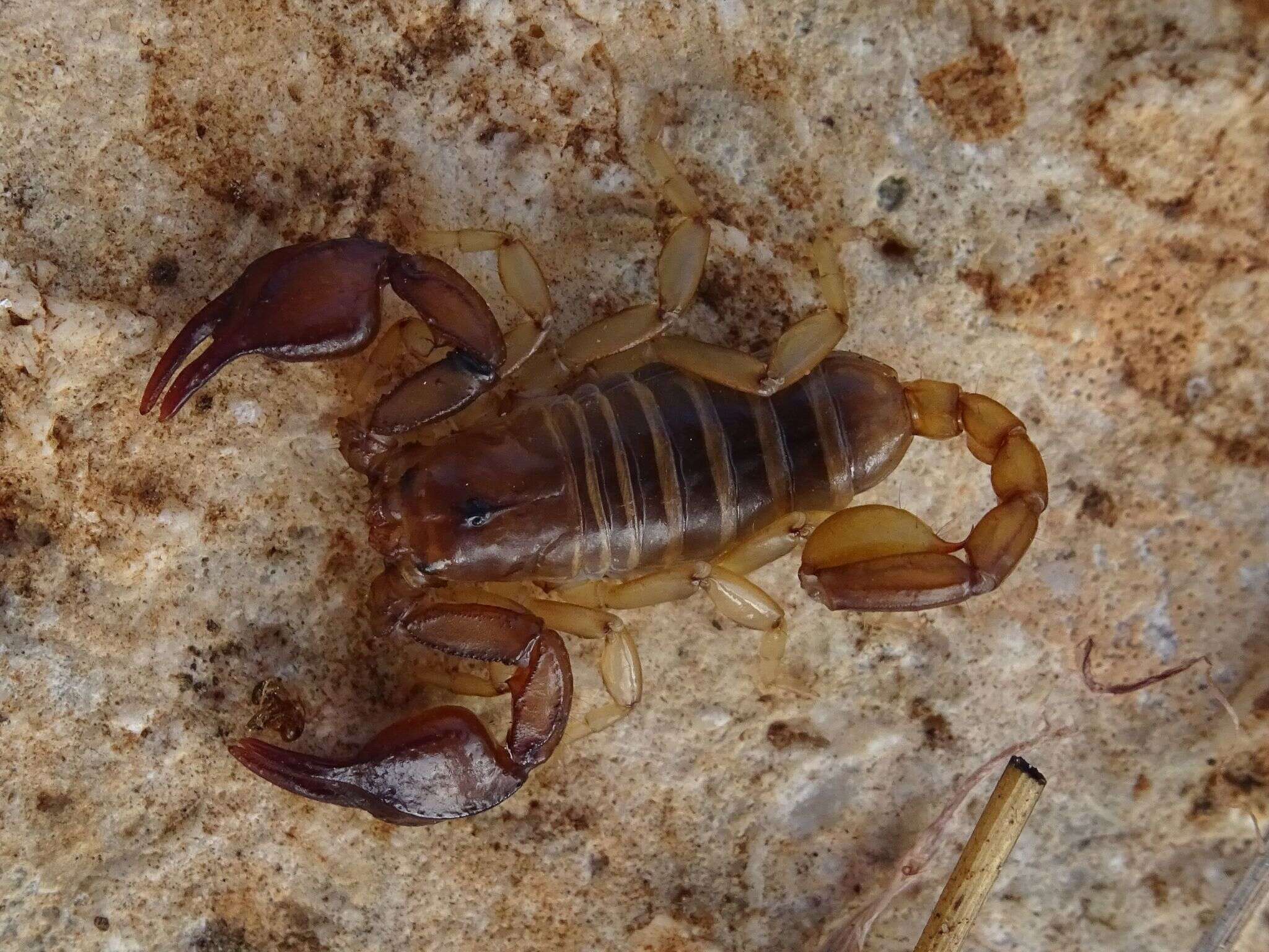 Image of Euscorpius garganicus Caporiacco 1950