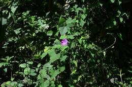 Ipomoea orizabensis var. austromexicana J. A. Mc Donald resmi