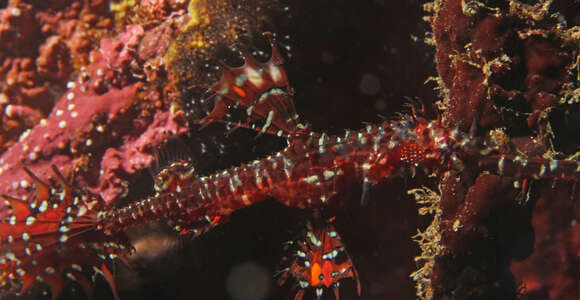 Image of Ornate ghost pipefish