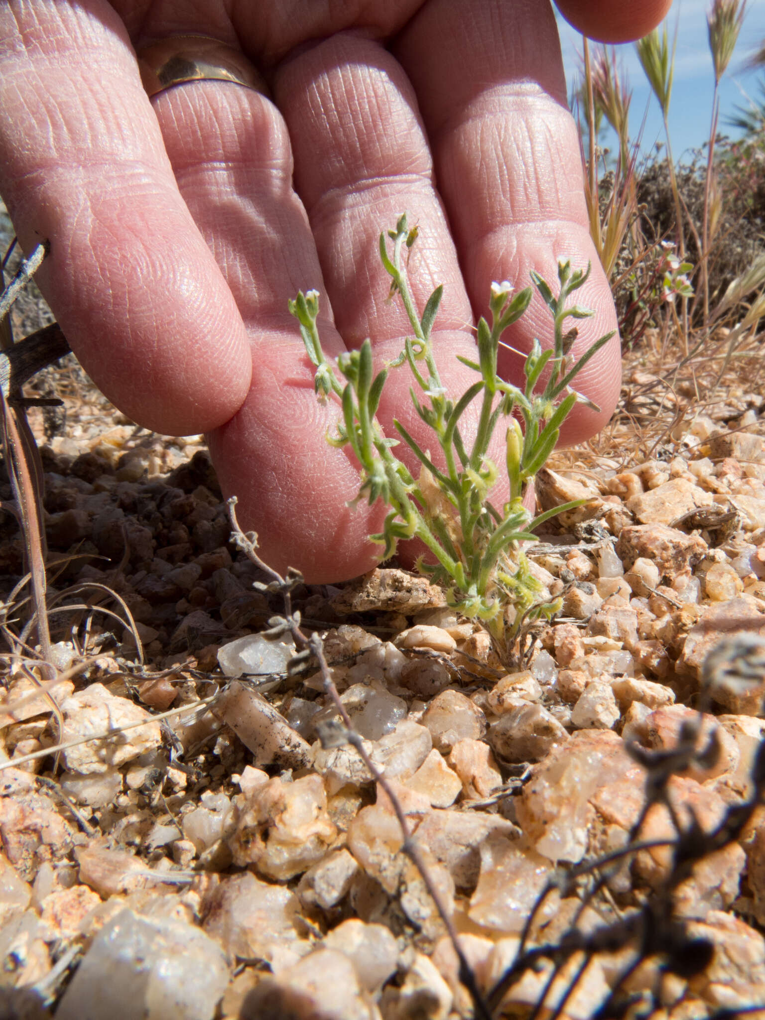 Image of curvenut combseed