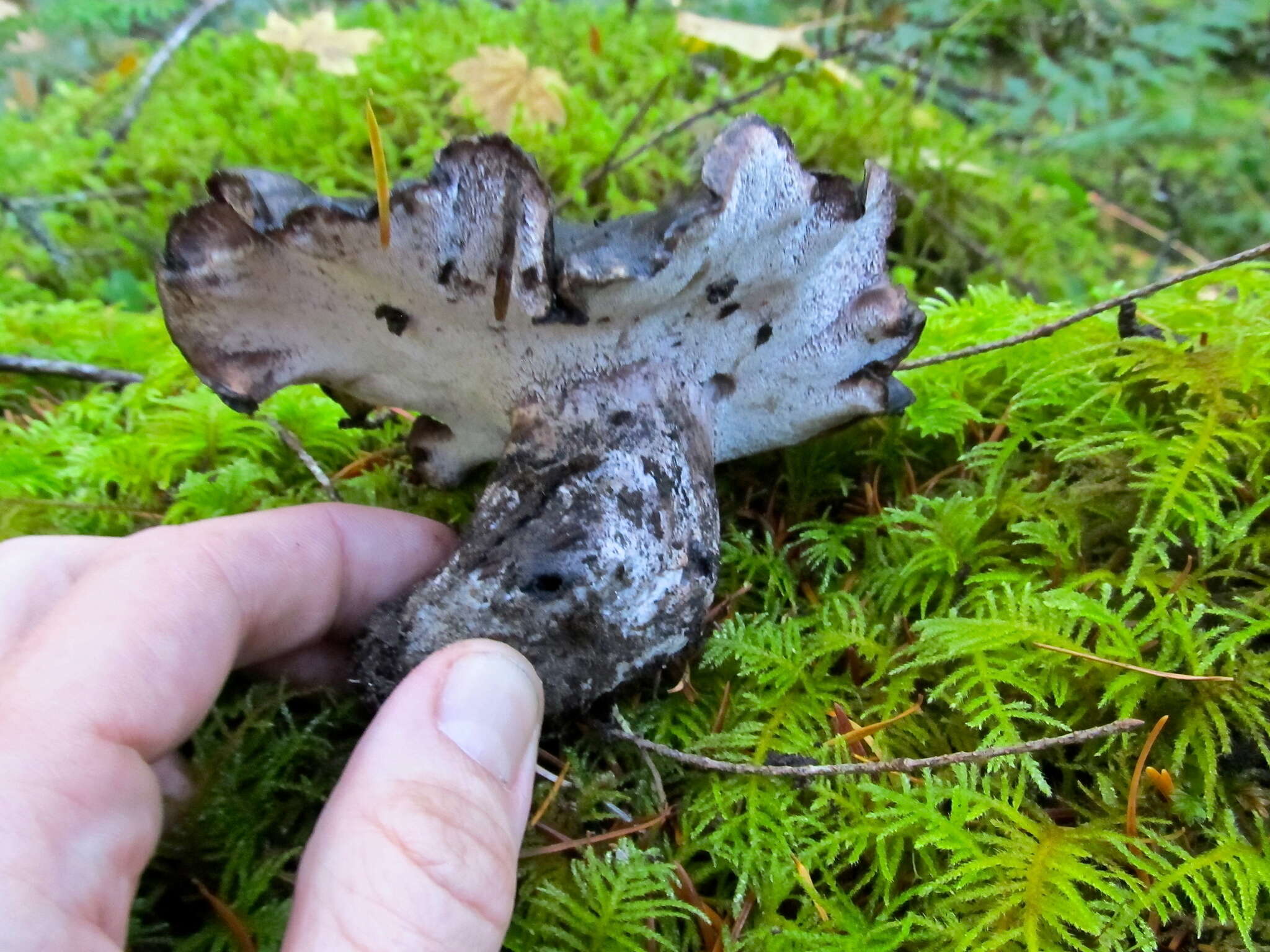 Image de Polypore blanc-et noir