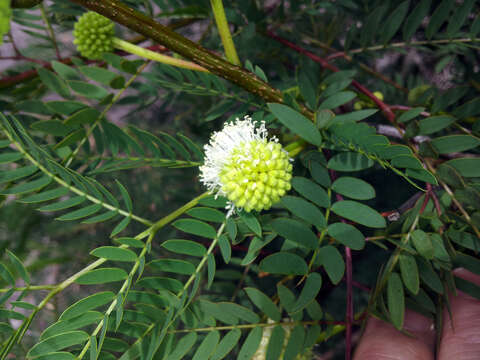 Image of white leadtree