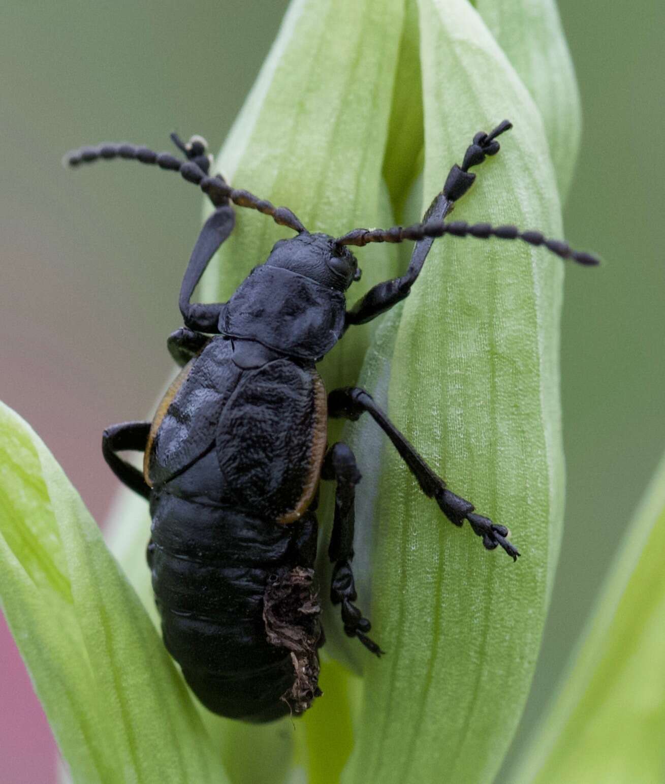 Image of <i>Arima marginata</i>