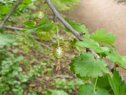 Image of hillside gooseberry