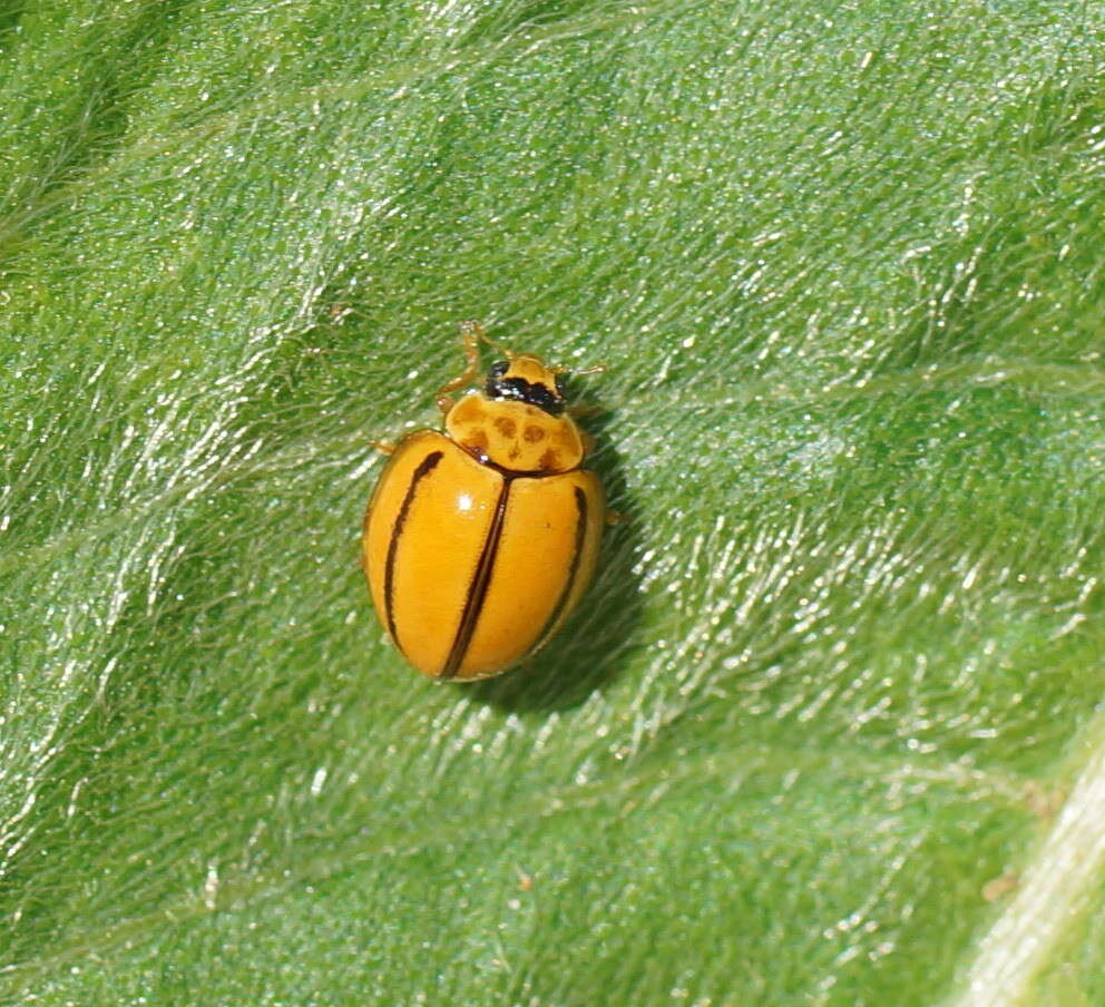 Image of Coelophora