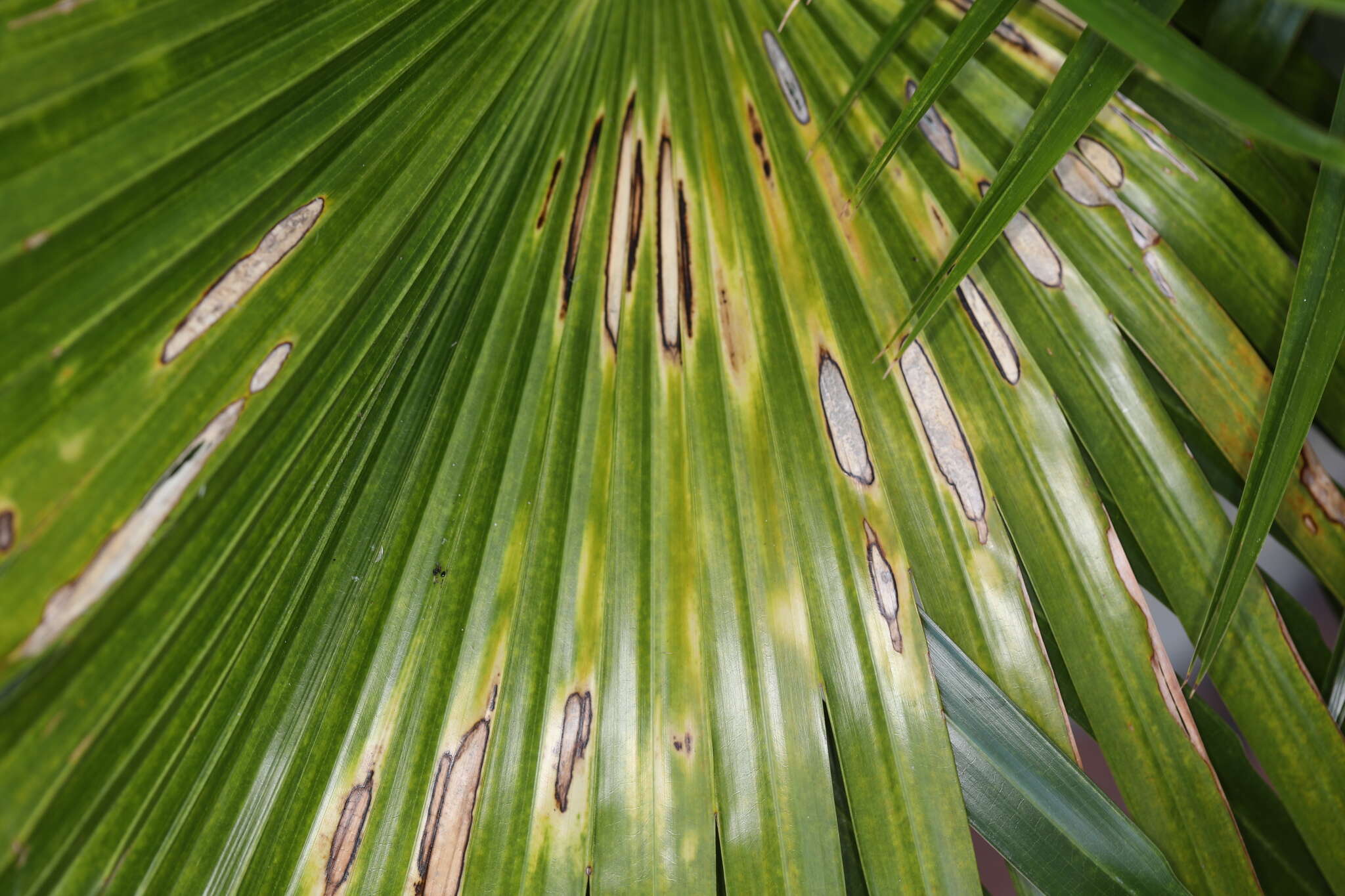 صورة Bipolaris incurvata (C. Bernard) Alcorn 1983