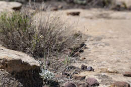 صورة Eriogonum tenellum Torrey