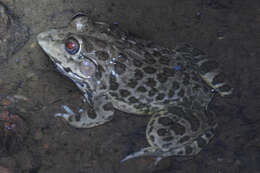 Imagem de Hoplobatrachus crassus (Jerdon 1853)