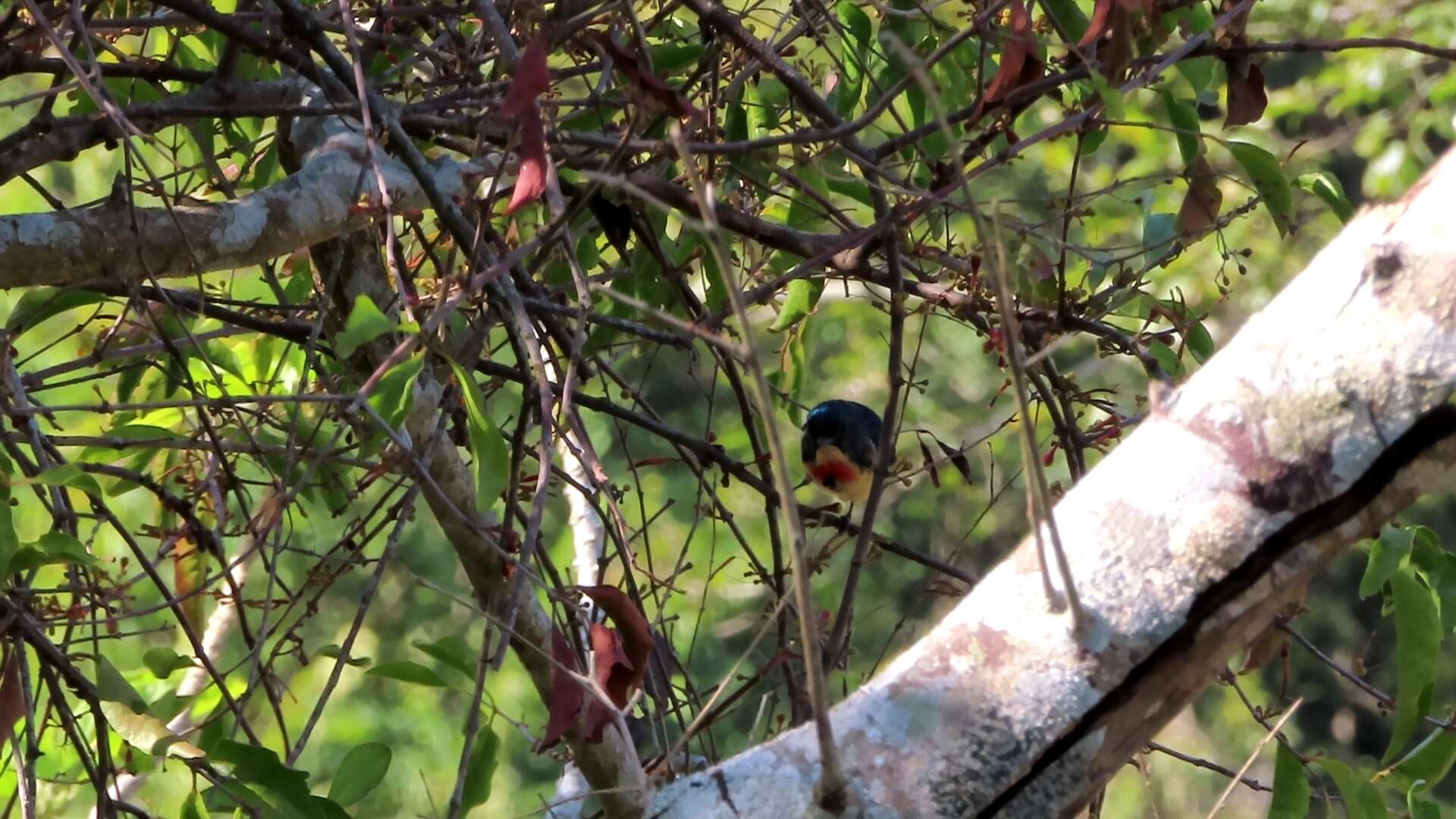 Image of Fire-breasted Flowerpecker