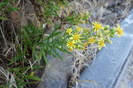 Image of Dittrichia viscosa subsp. revoluta (Hoffmgg. & Link) P. Silva & Tutin