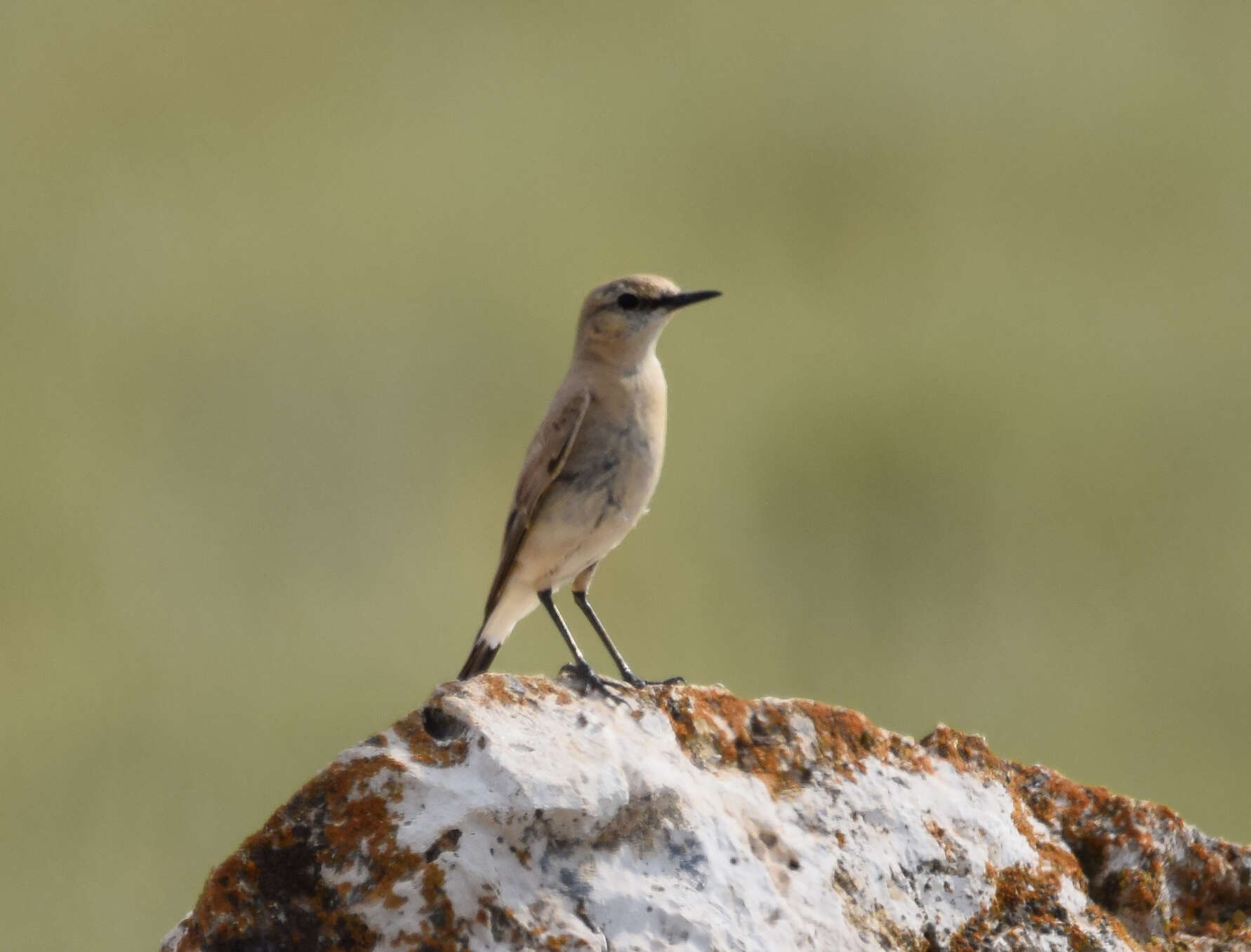 Image of Isabelline Wheatear