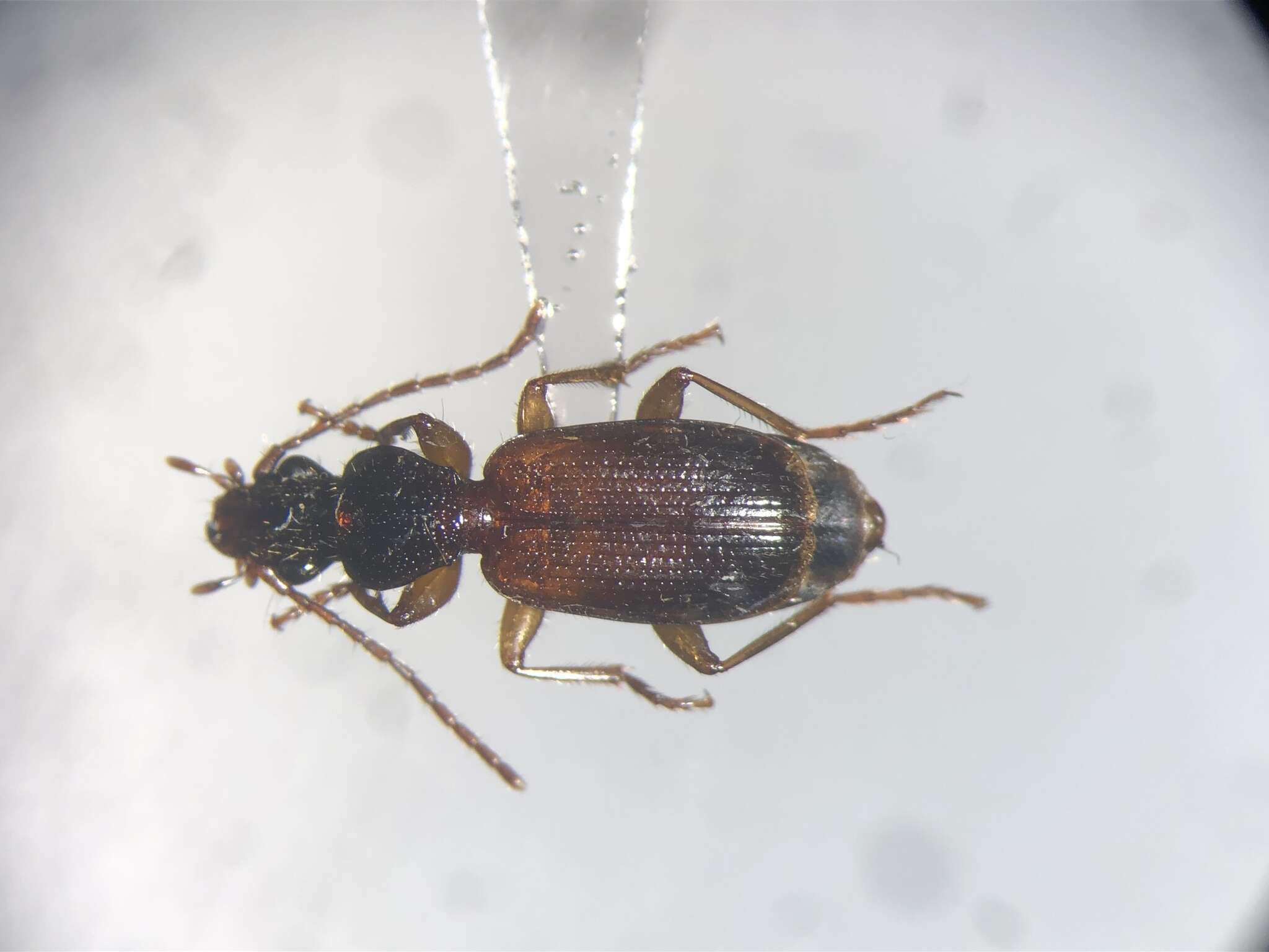 Image of Cymindis (Cymindis) neglecta Haldeman 1843