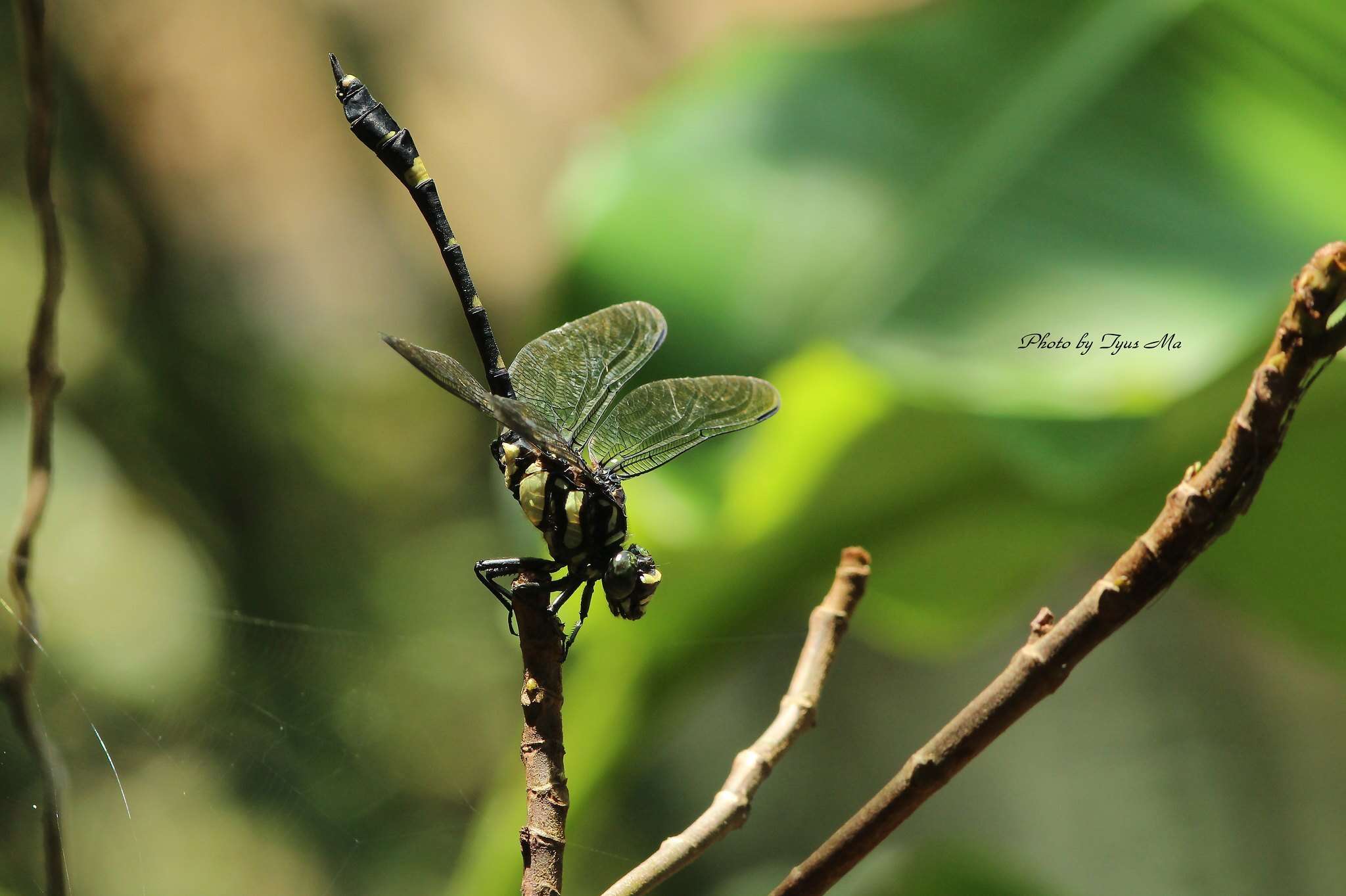 Image of Gomphidia fukienensis Chao 1955