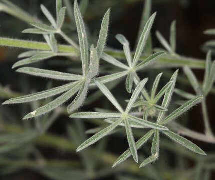 Image of Dedecker lupine