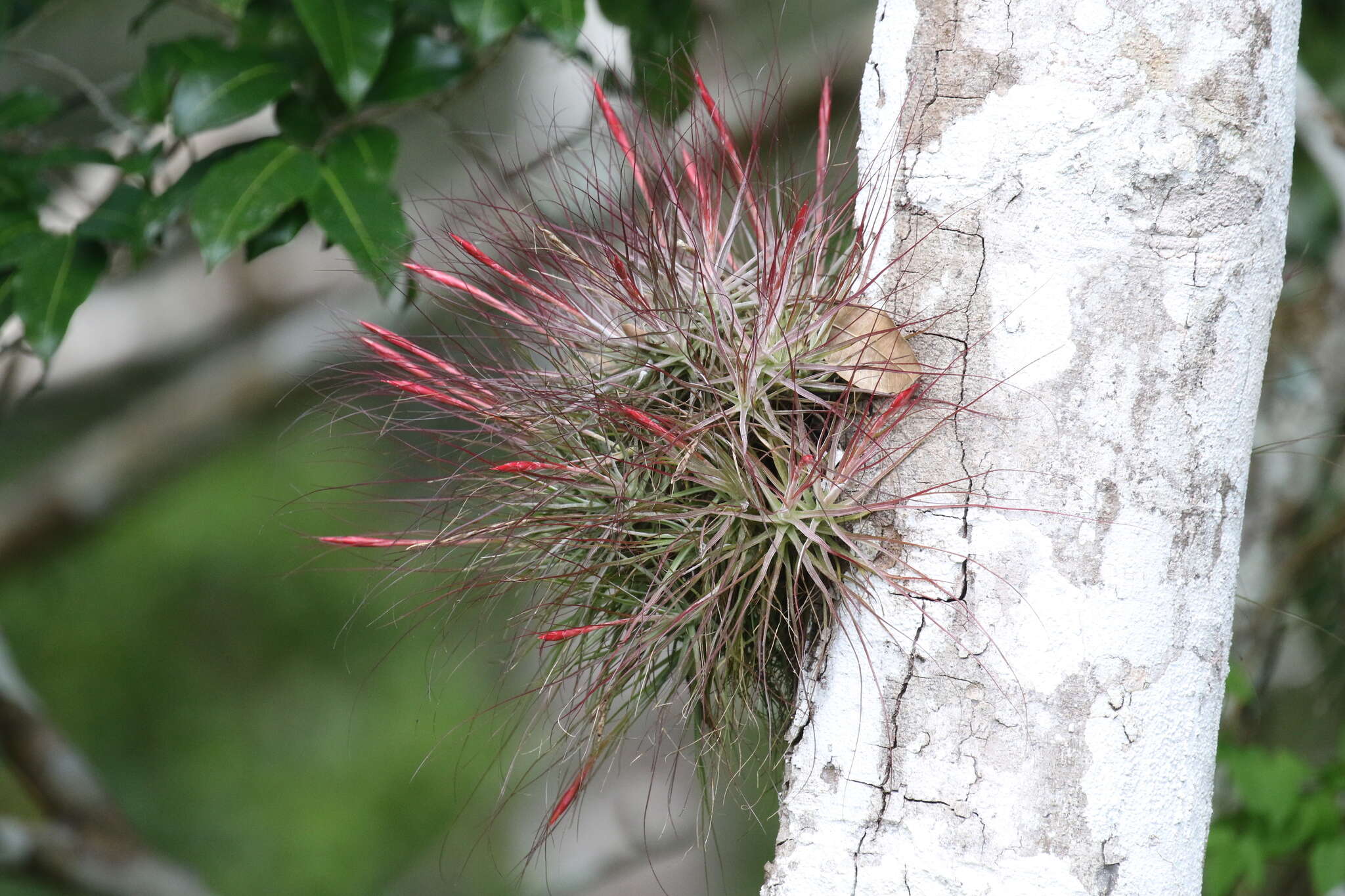 Слика од Tillandsia schiedeana Steud.