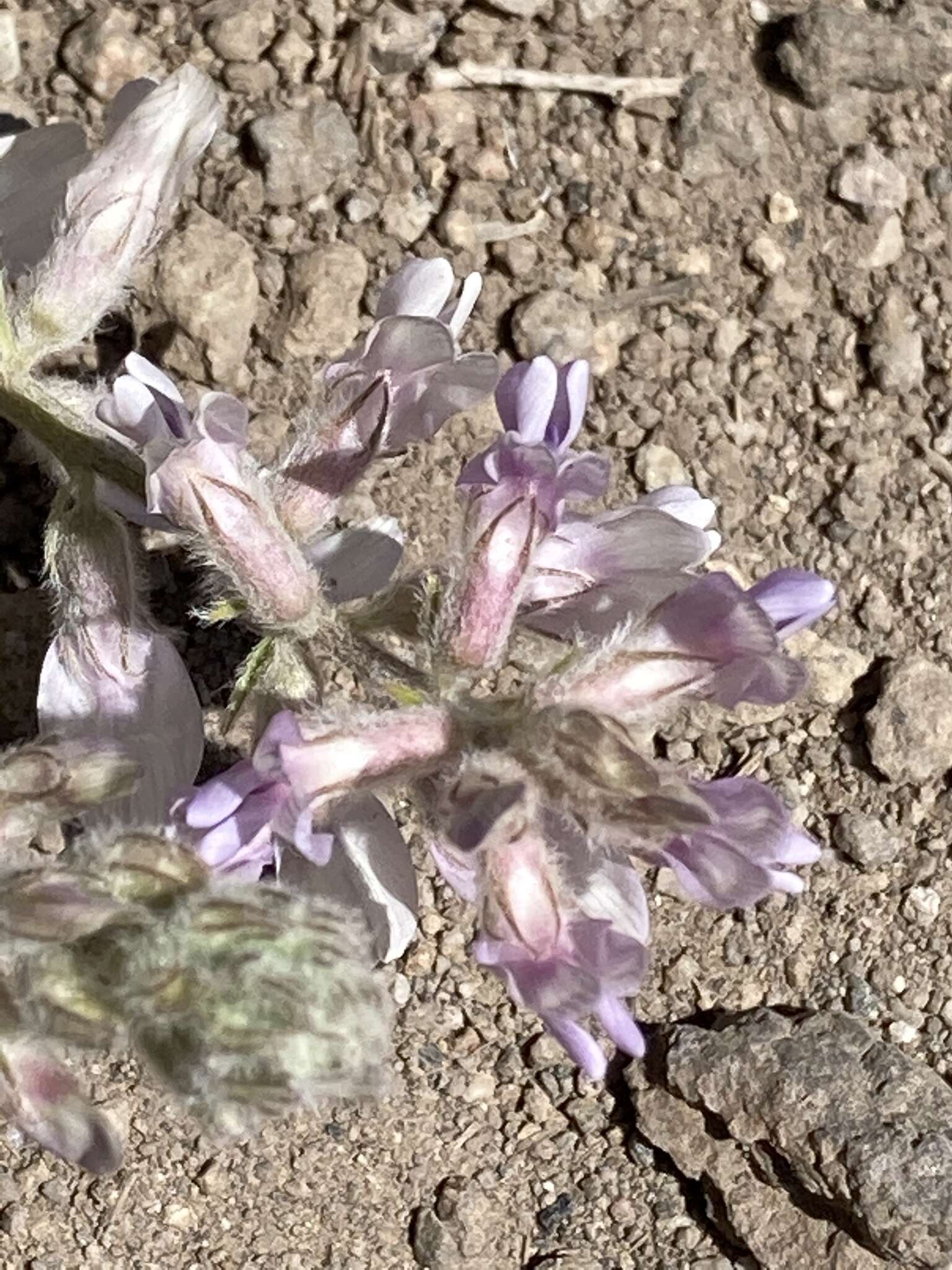 Imagem de Astragalus andersonii A. Gray