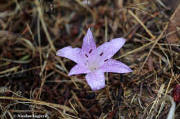 Imagem de Colchicum variegatum L.