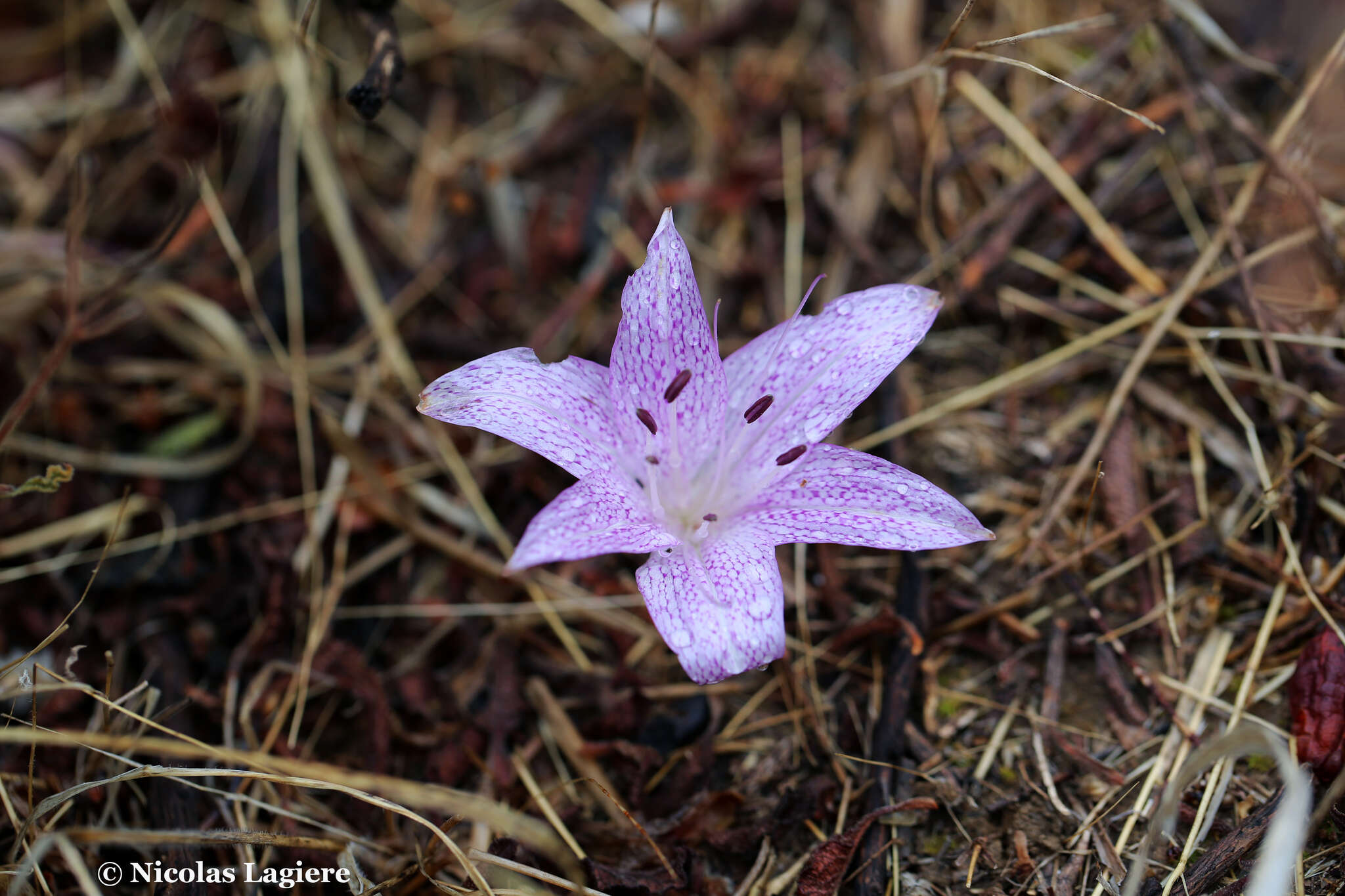 Image de Colchicum variegatum L.