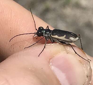 Sivun Eunota circumpicta johnsonii (Fitch 1857) kuva