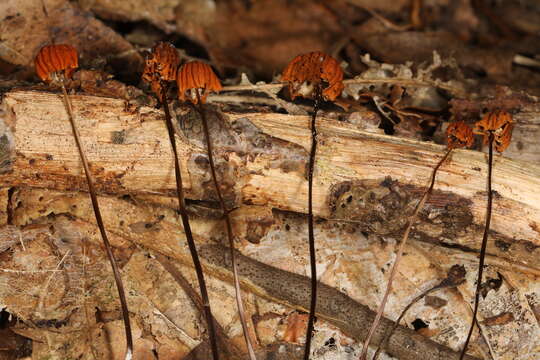 Image of Marasmius fulvoferrugineus Gilliam 1976