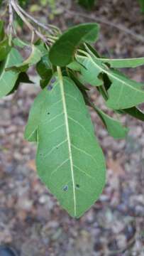 Imagem de Nesogordonia stylosa H. Perrier