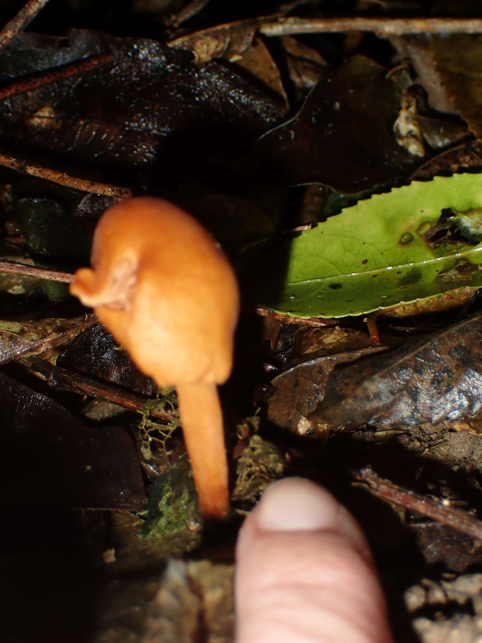 Image of Macrocystidia reducta E. Horak & Capellano 1980