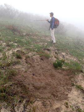 Image of Bontebok