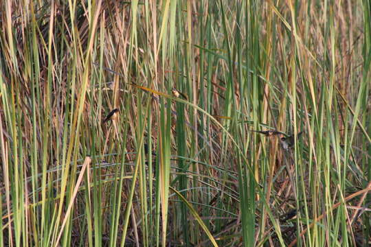 Image of Hirundo Linnaeus 1758