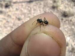 صورة Camponotus ulcerosus Wheeler 1910