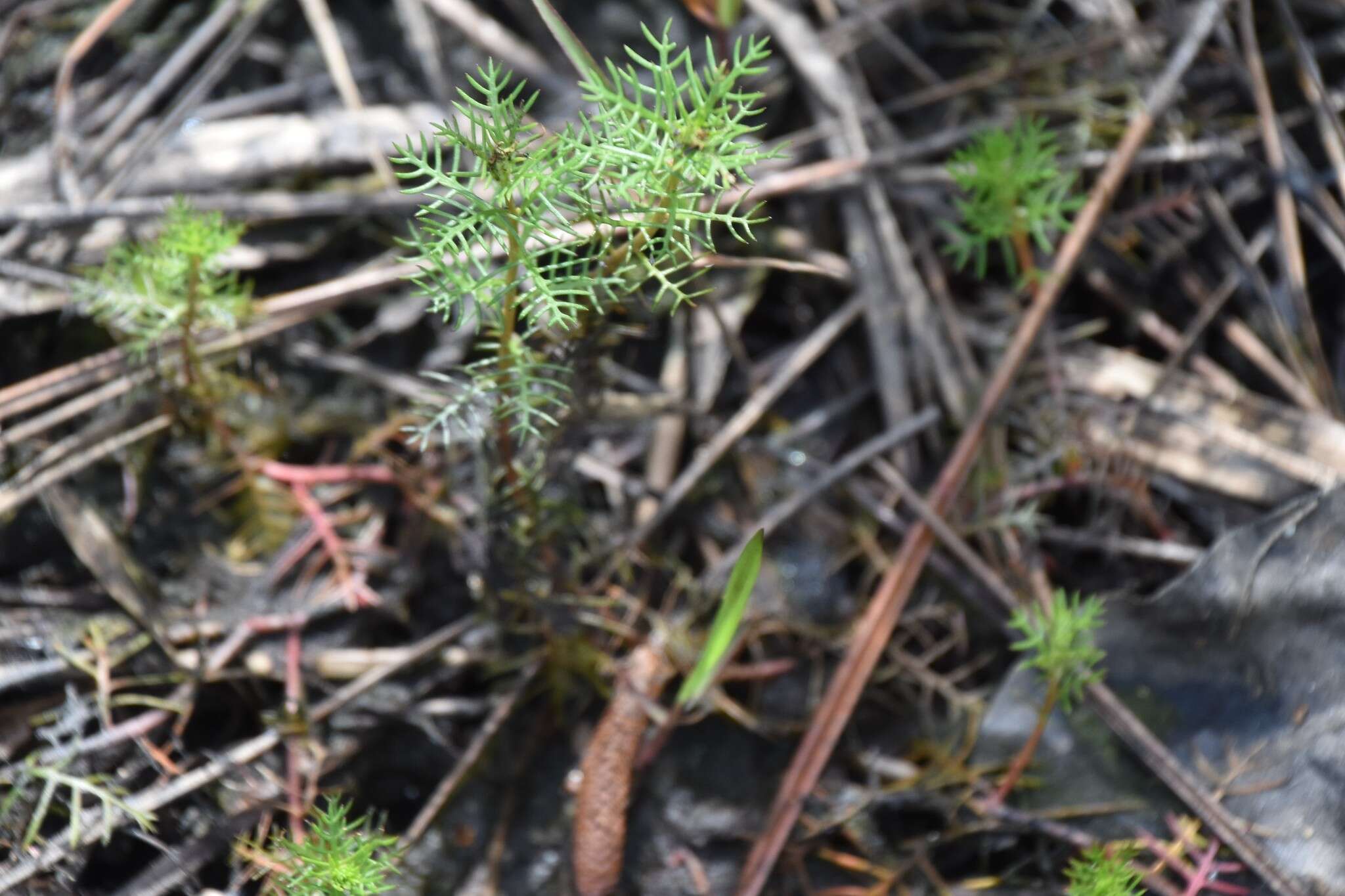 Image of Comb-Leaf Mermaidweed