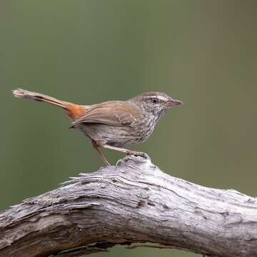 Image of <i>Hylacola pyrrhopygius</i>