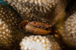 Image of yellow-spotted guard crab