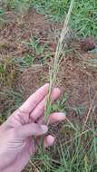 Image of Nealley's Viper Grass