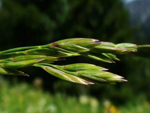 Image of Poa hybrida Gaudin