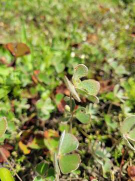 Imagem de Marsilea drummondii A. Br.