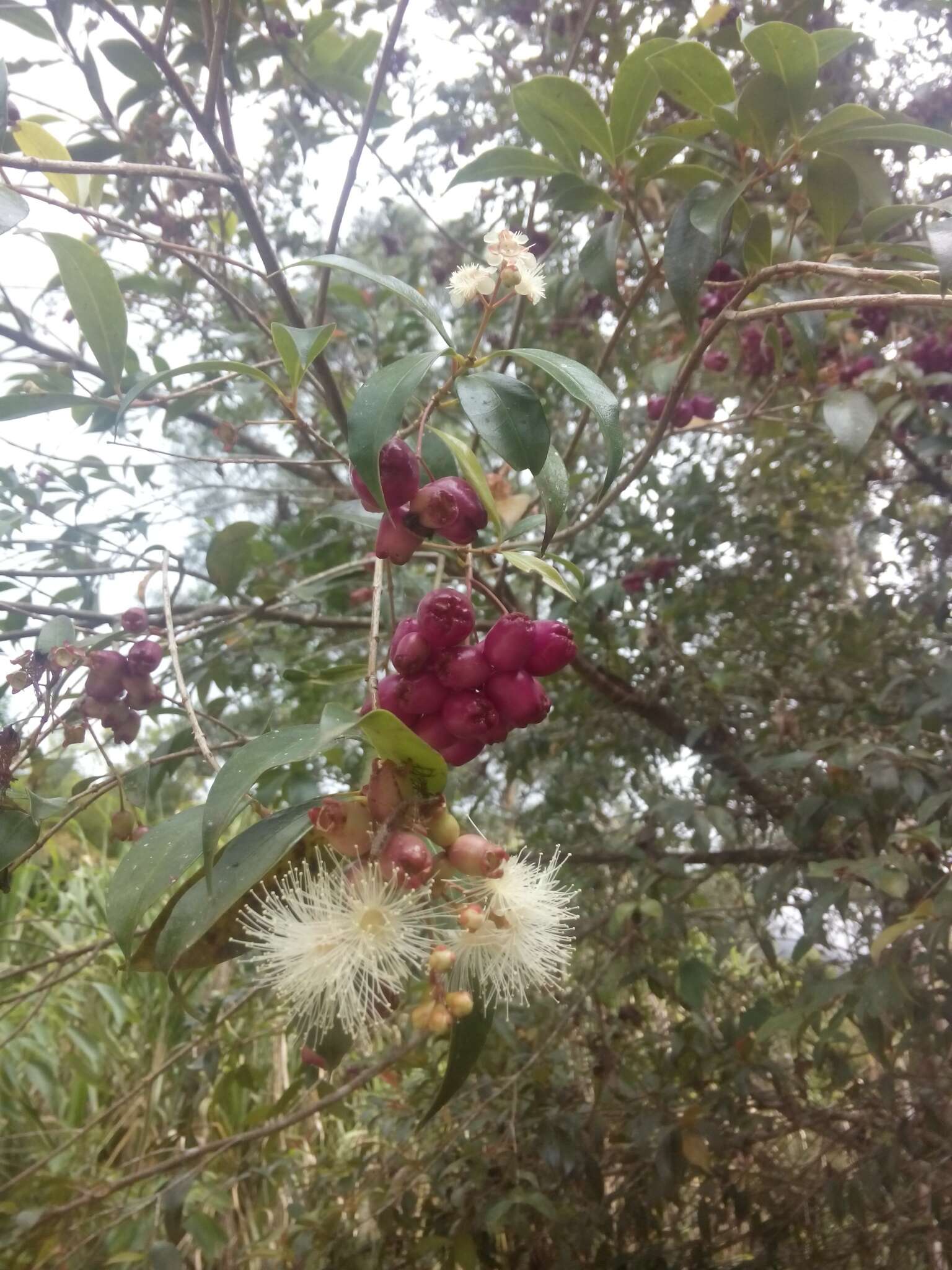 Image of brush cherry