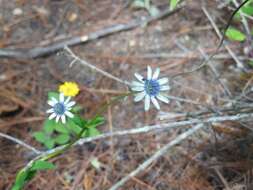 Eryngium scaposum Turcz. resmi