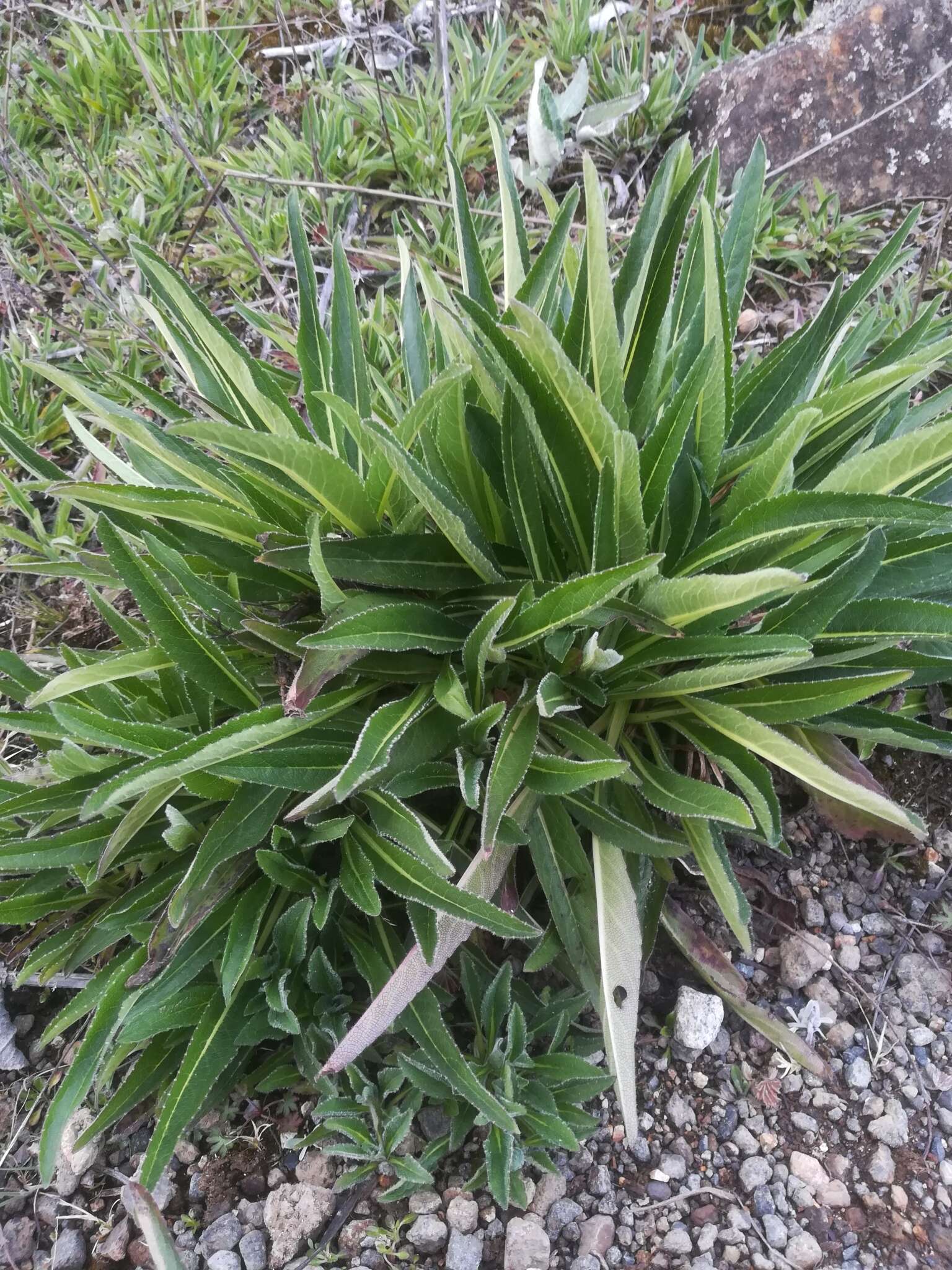 Image de Valeriana prionophylla Standl.