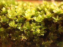 Image of crumia moss