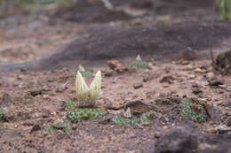 Image of Frailea chiquitana Cárdenas