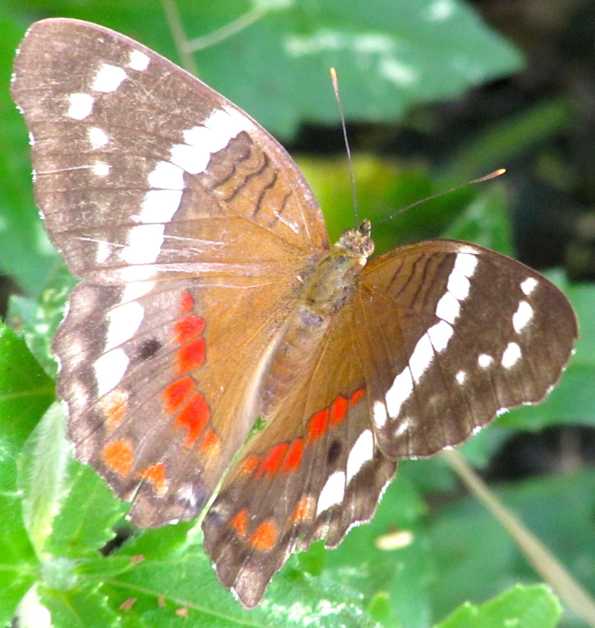 Image of Banded Peacock