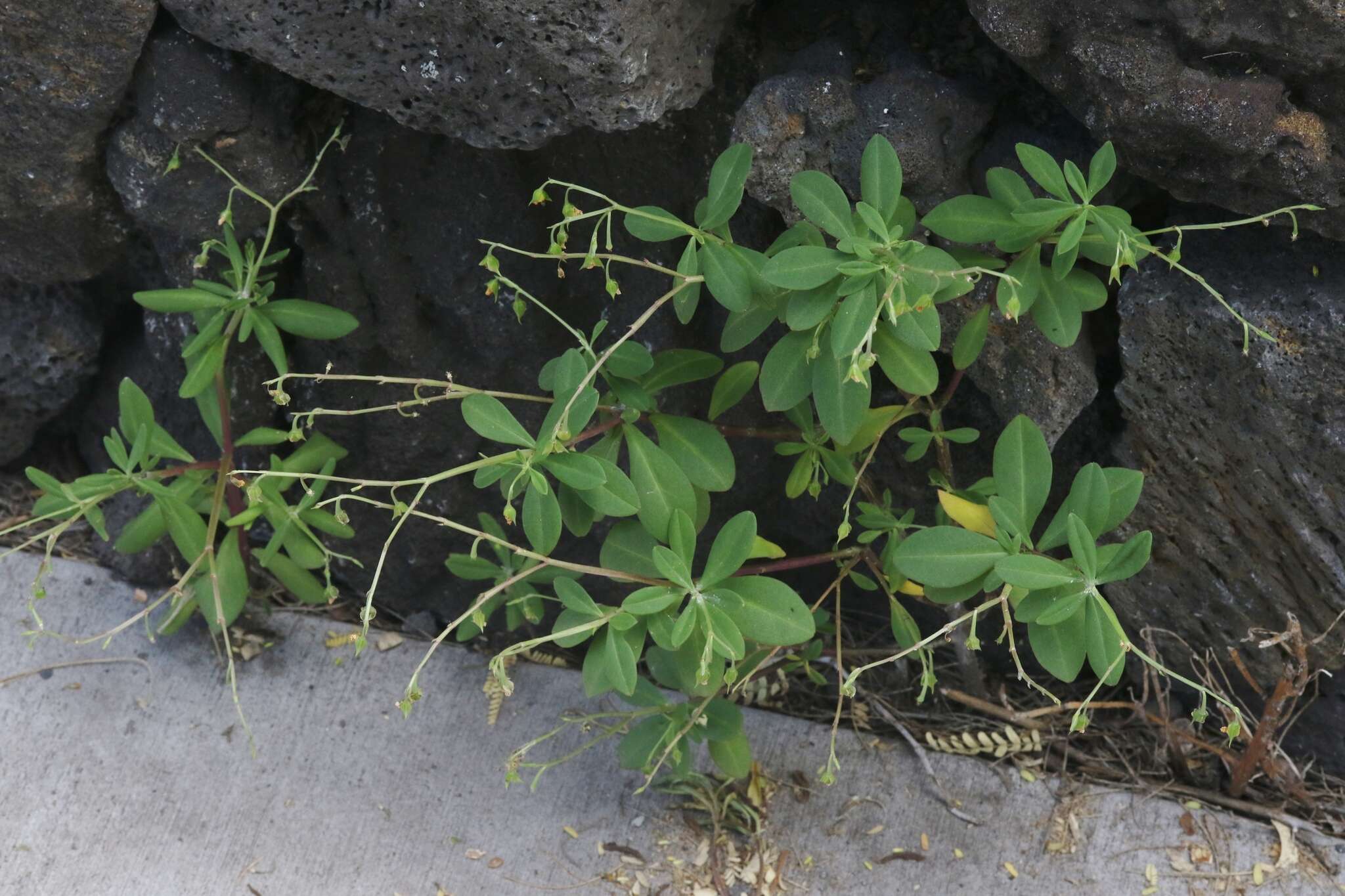 Image of Ceylon spinach