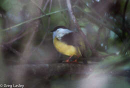 Image of White-collared Manakin